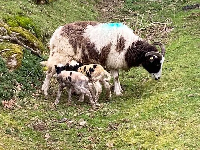 Spring has finally arrived on the farm