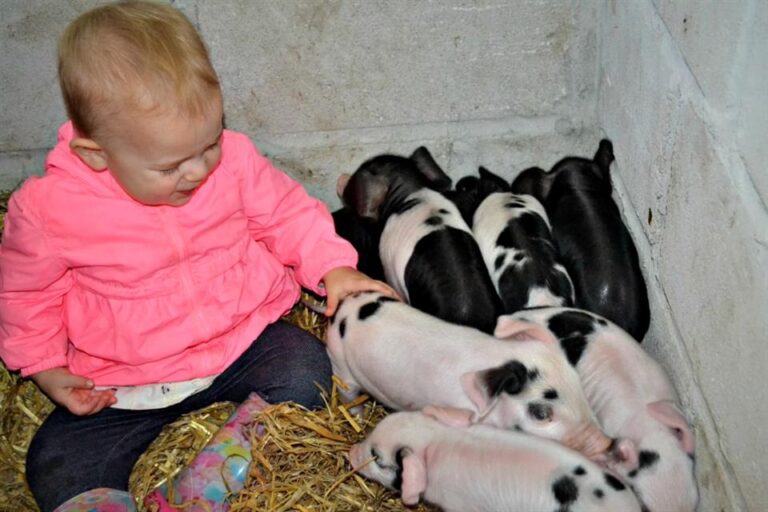 Child and piglets