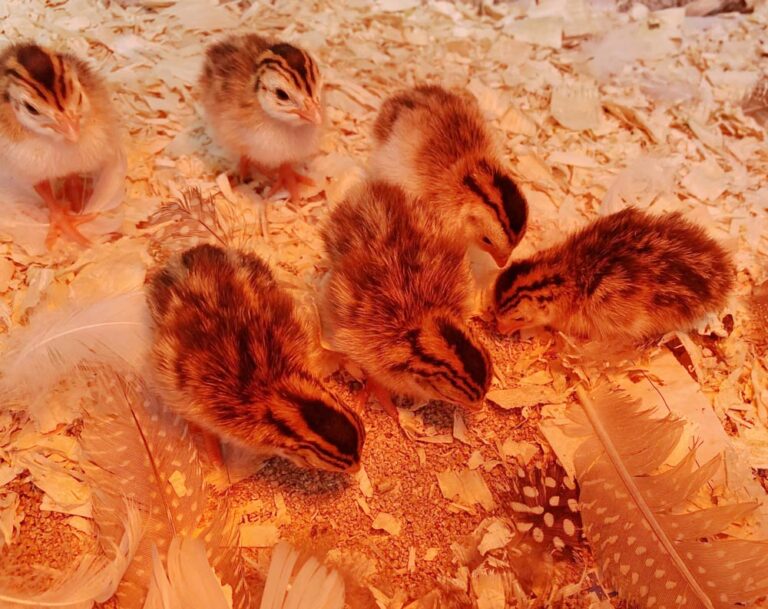 Keets